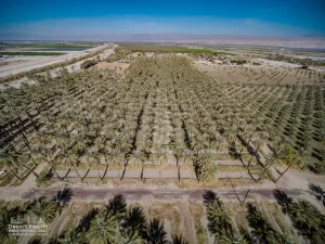 42.94 AC Ave 63 & Pierce TH Drone Aerial