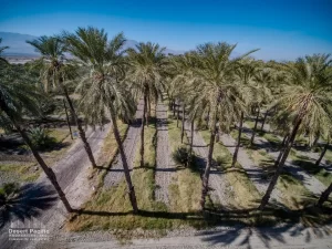 42.94 AC Ave 63 & Pierce TH Drone Aerial