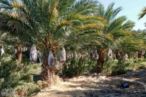 88.13 AC 24511 Rice Rd, Desert Center Ground Photos