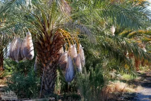 88.13 AC 24511 Rice Rd, Desert Center Ground Photos