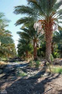 88.13 AC 24511 Rice Rd, Desert Center Ground Photos