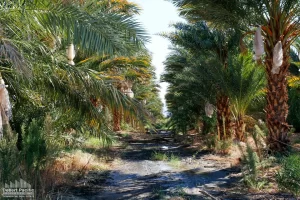 88.13 AC 24511 Rice Rd, Desert Center Ground Photos