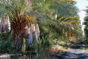 88.13 AC 24511 Rice Rd, Desert Center Ground Photos