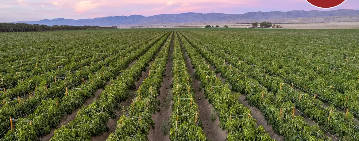 80 AC 93751 Ave 71 (Walton), MC Featured Image