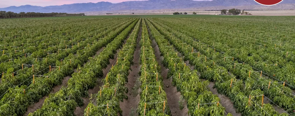 80.23 AC N Ave 72 & E Hayes St (Natalie), MC Featured Image